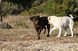 LABRADOR 651